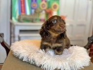 Kaninchen_Dachshund3543