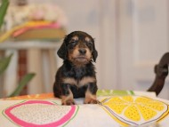 Kaninchen_Dachshund3659