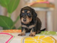 Kaninchen_Dachshund3670 Kaninchen_Dachshund3670
