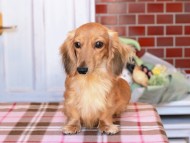 Kaninchen_Dachshund369