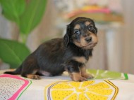 Kaninchen_Dachshund3694