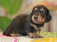 Kaninchen_Dachshund3712