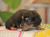Kaninchen_Dachshund3715