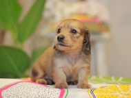 Kaninchen_Dachshund3734