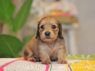 Kaninchen_Dachshund3735 Kaninchen_Dachshund3735