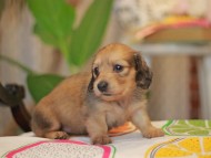 Kaninchen_Dachshund3750