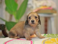 Kaninchen_Dachshund3753