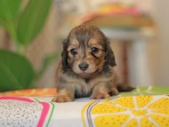 Kaninchen_Dachshund3759