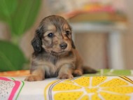Kaninchen_Dachshund3764