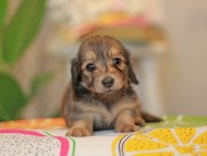 Kaninchen_Dachshund3766