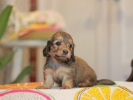 Kaninchen_Dachshund3788