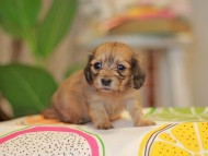 Kaninchen_Dachshund3796
