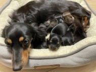 Kaninchen_Dachshund