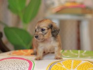 Kaninchen_Dachshund3810