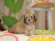 Kaninchen_Dachshund3820