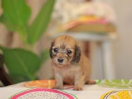 Kaninchen_Dachshund3824
