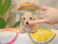 Kaninchen_Dachshund3838 Kaninchen_Dachshund3838