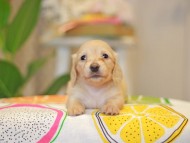 Kaninchen_Dachshund3845