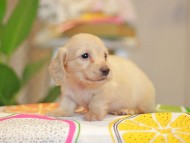 Kaninchen_Dachshund3857