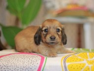 Kaninchen_Dachshund3886