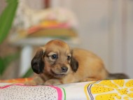 Kaninchen_Dachshund3891