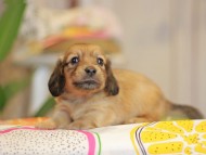 Kaninchen_Dachshund3893
