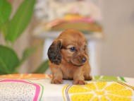 Kaninchen_Dachshund3934