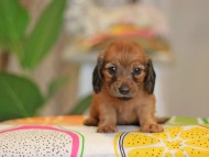 Kaninchen_Dachshund3937 Kaninchen_Dachshund3937