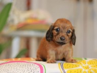 Kaninchen_Dachshund3946 Kaninchen_Dachshund3946