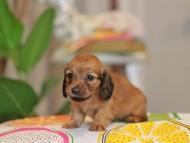 Kaninchen_Dachshund3947