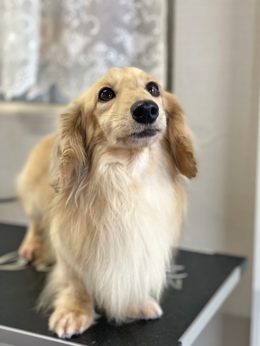 カニンヘンダックスフンド ロックス メンバー紹介