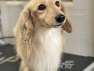 Kaninchen_Dachshund3977 Kaninchen_Dachshund3977