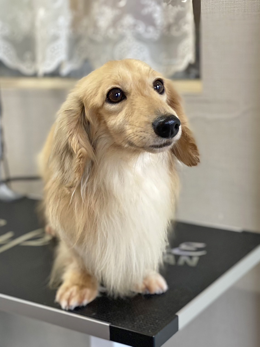 カニンヘンダックスフンド ロックス メンバー紹介