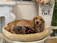 Kaninchen_Dachshund3_0 Kaninchen_Dachshund3_0