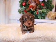 Kaninchen_Dachshund4.38-1
