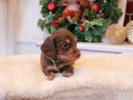 Kaninchen_Dachshund4.40