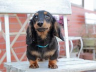 Kaninchen_Dachshund403