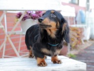 Kaninchen_Dachshund404