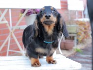 Kaninchen_Dachshund406