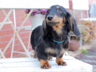 Kaninchen_Dachshund408
