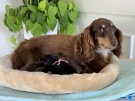 Kaninchen_Dachshund4