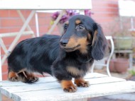 Kaninchen_Dachshund412 Kaninchen_Dachshund412