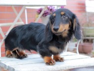 Kaninchen_Dachshund413