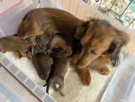 Kaninchen_Dachshund4 Kaninchen_Dachshund4