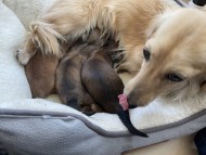 バルーン 4月6日子犬の出産