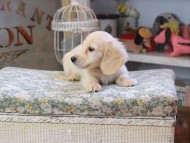 おんぷ ＆ スルガの子犬 ペールイエロー 男の子 カニンヘンダックスフンド