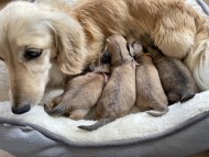 Kaninchen_Dachshund43769877 Kaninchen_Dachshund43769877