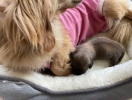 Kaninchen_Dachshund43769882 Kaninchen_Dachshund43769882