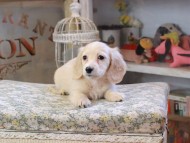 Kaninchen_Dachshund438