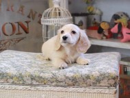 おんぷ ＆ スルガの子犬 ペールイエロー 男の子 カニンヘンダックスフンド